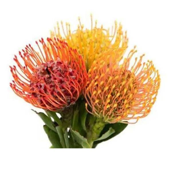 Vollsortiment Nadelprotea, rot - 1 Stück